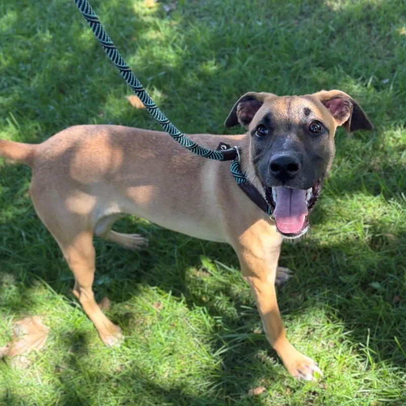 A young medium-sized male Brown / Chocolate Jack Russell Terrier dog named Rusty for adoption in San Jacinto, CA