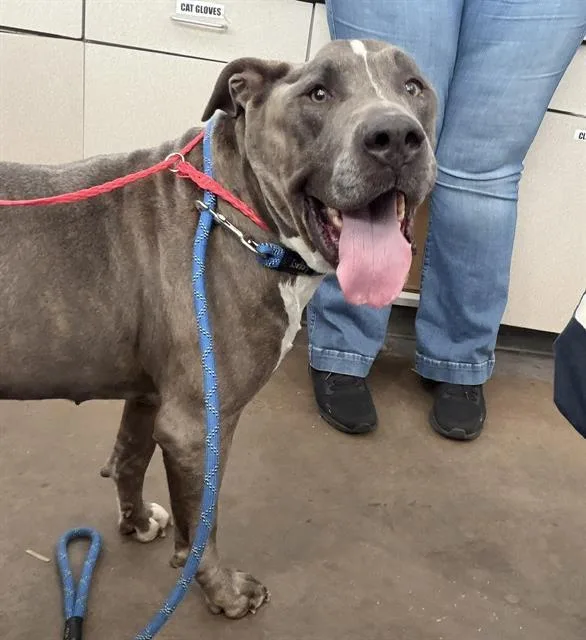 An adult large-sized male Mixed Breed dog named Carl for adoption in Dallas, TX