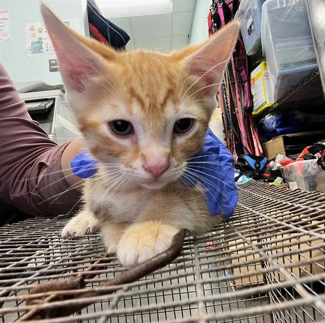 A young small-sized male Domestic Short Hair cat named Morris for adoption in Tavares, FL