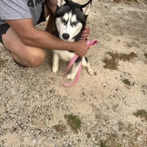 Koba