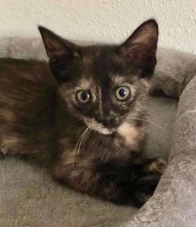 A baby small-sized female Domestic Short Hair cat named Quintana for adoption in Columbia, IL