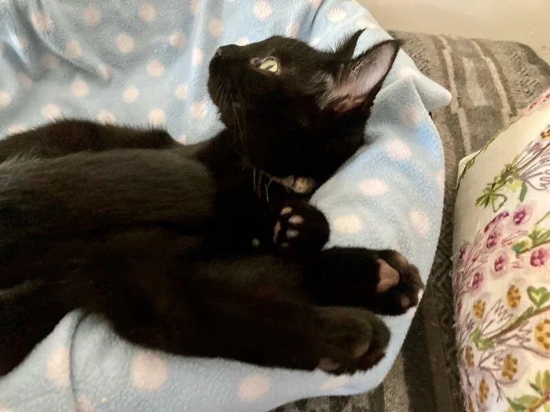 An adult medium-sized female Black Domestic Short Hair cat named Crescent for adoption in San Jose, CA