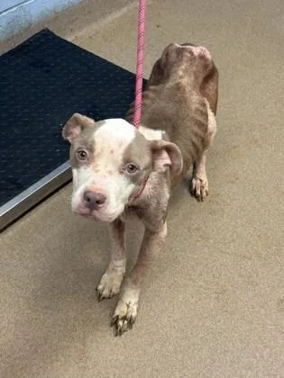 An adult medium-sized female Mixed Breed dog named Romilda for adoption in Chamblee, GA