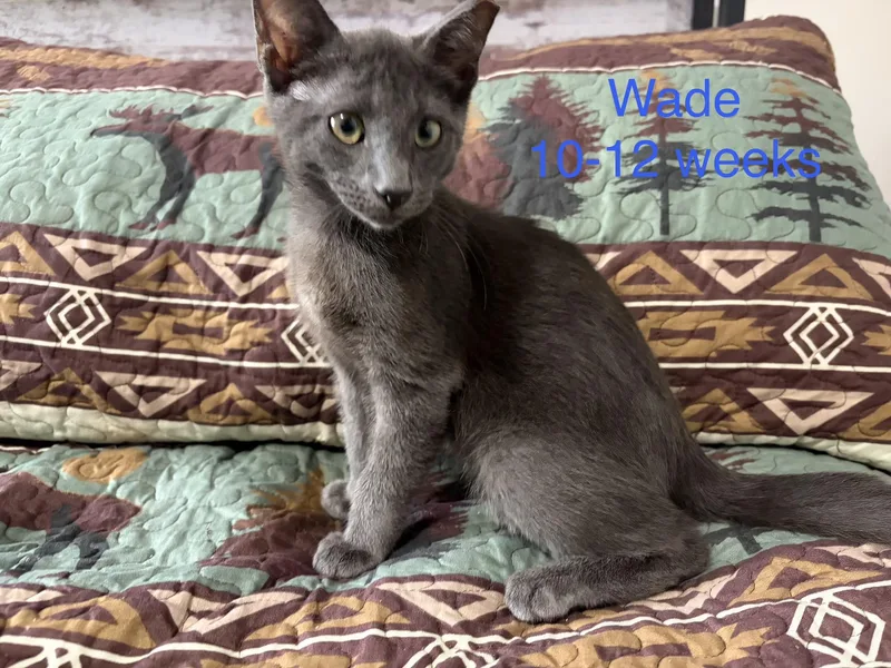 A baby small-sized male Gray / Blue / Silver Domestic Short Hair cat named Wade for adoption in Davisburg, MI
