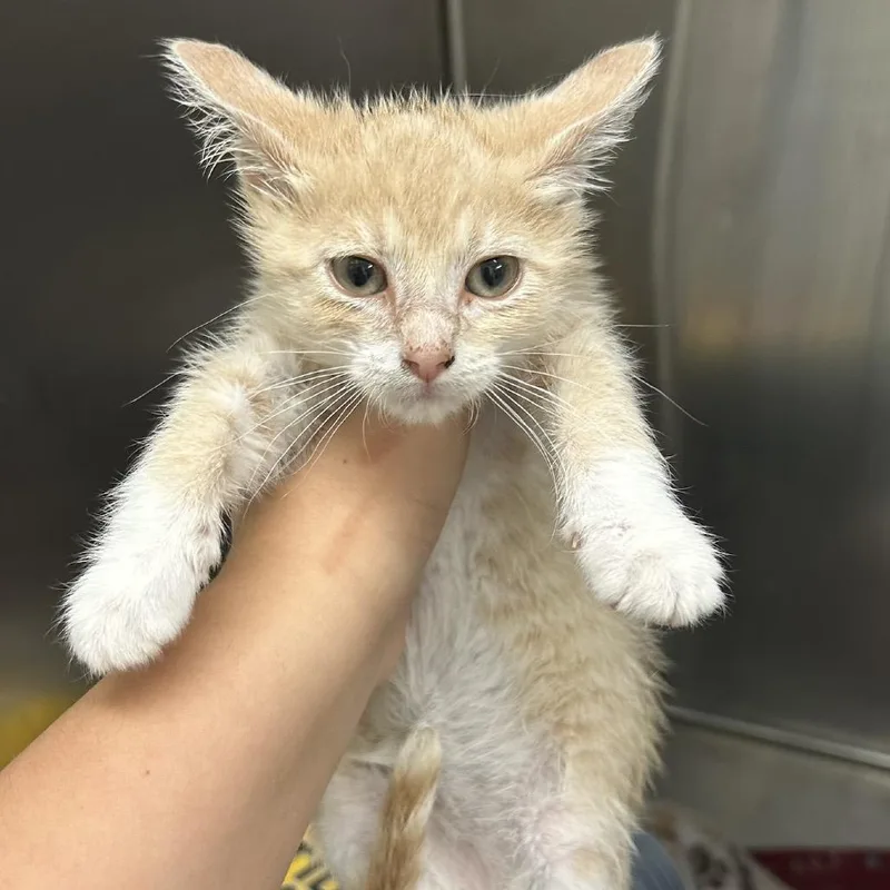 A baby small-sized male White Domestic Short Hair cat named Brody Meet me at for adoption in Buffalo, MN