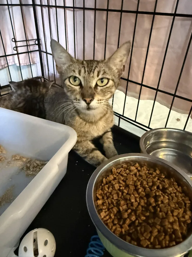 A young large-sized female Domestic Short Hair cat named Maya for adoption in Spring Hill, FL