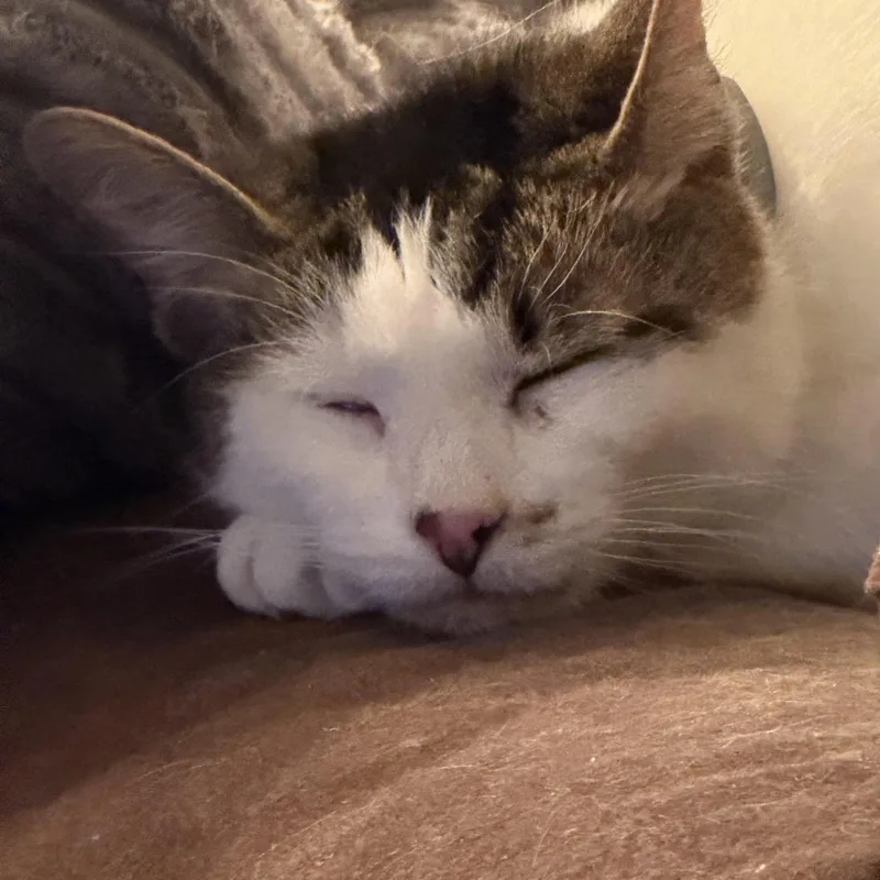 Lumi