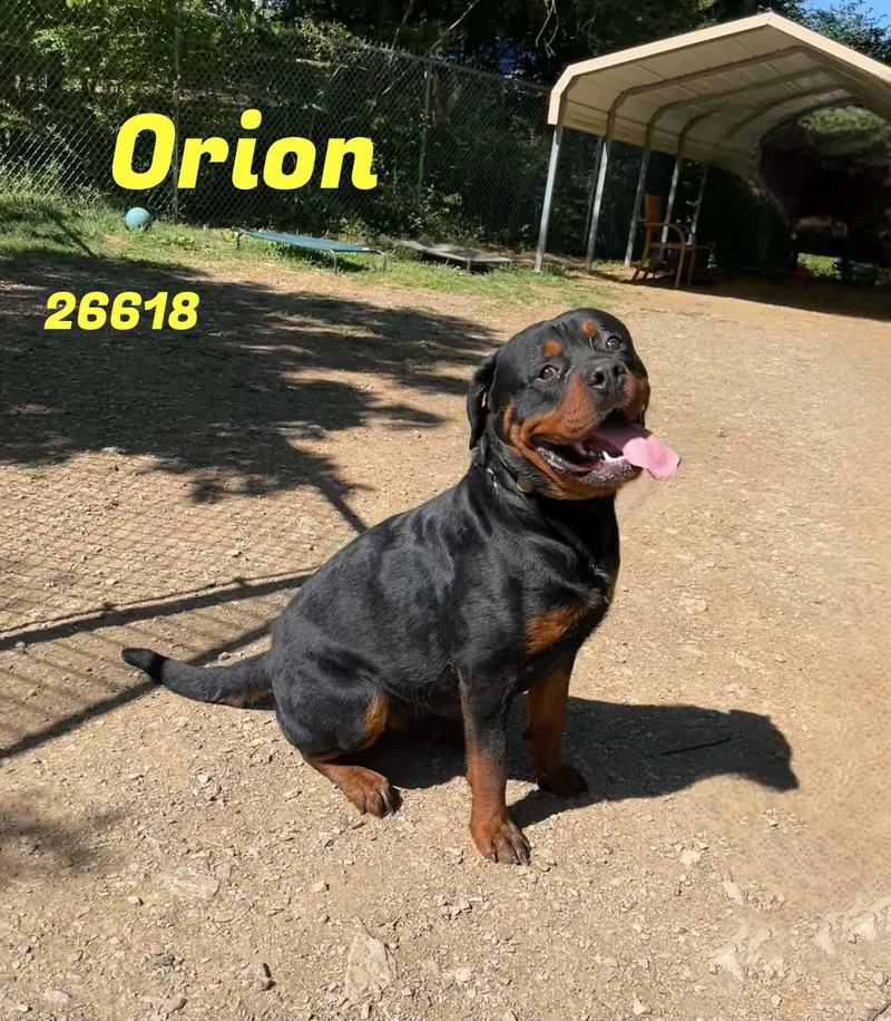 A young extra large-sized male Black Rottweiler dog named Orion for adoption in Oak Ridge, TN