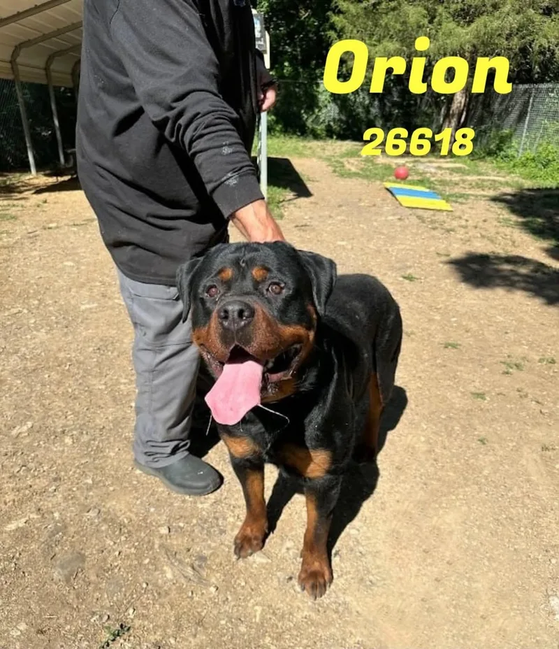 Orion thumbnail 3
