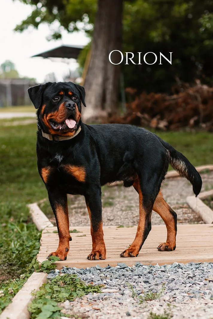Orion thumbnail 4