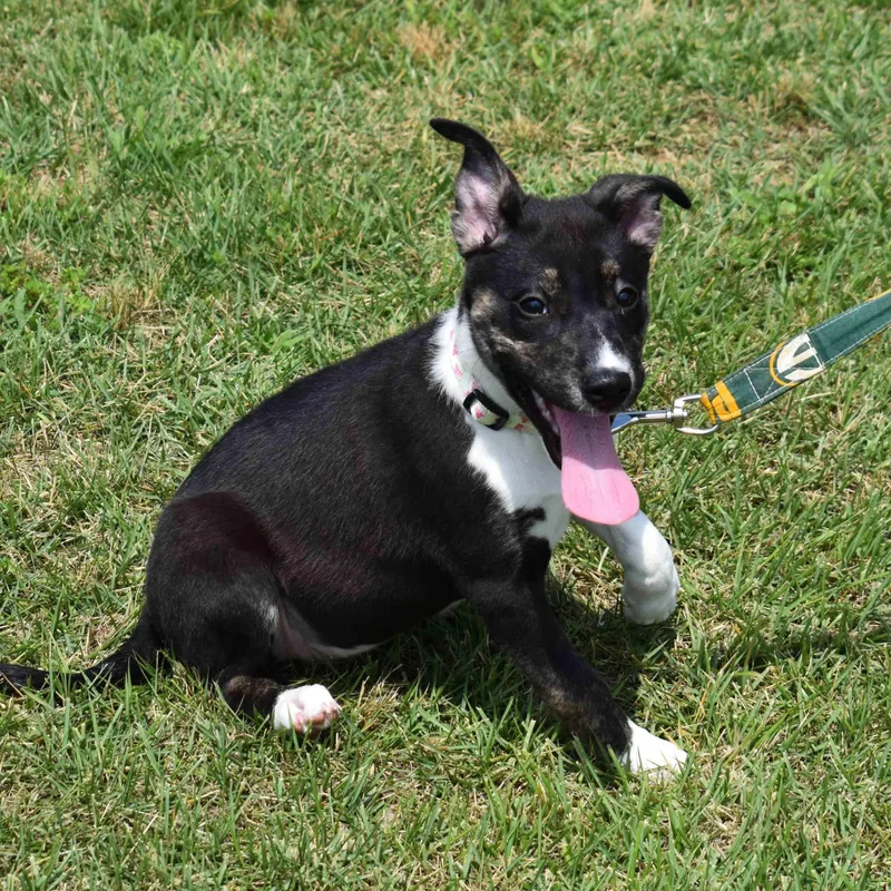 A baby medium-sized female Tricolor (Brown, Black, & White) Mixed Breed dog named Toffee for adoption in Searcy, AR