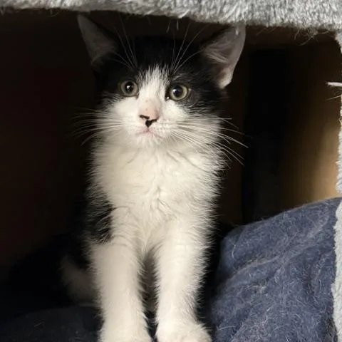 A baby medium-sized female Black & White / Tuxedo Domestic Short Hair cat named Katniss for adoption in Oberlin, OH
