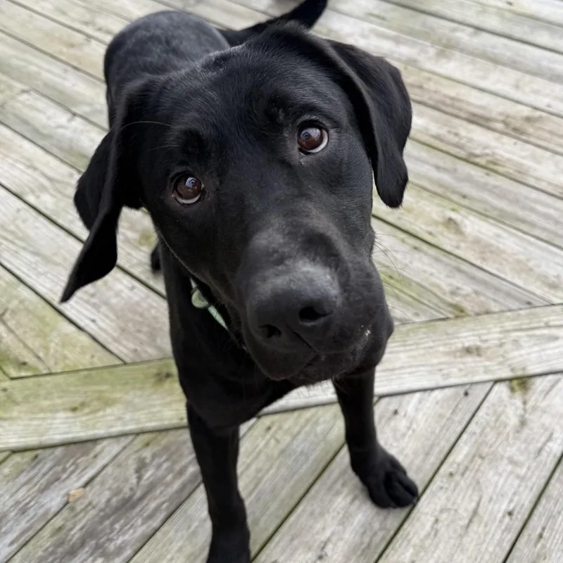 Eli