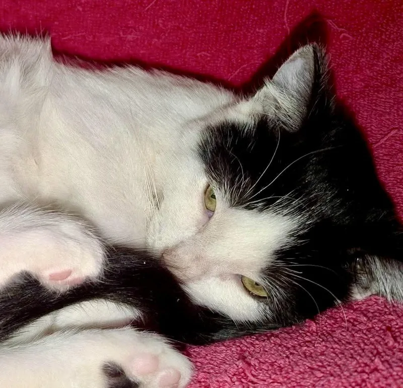 A young medium-sized male Turkish Van cat named Sminty Drop for adoption in Vacaville, CA