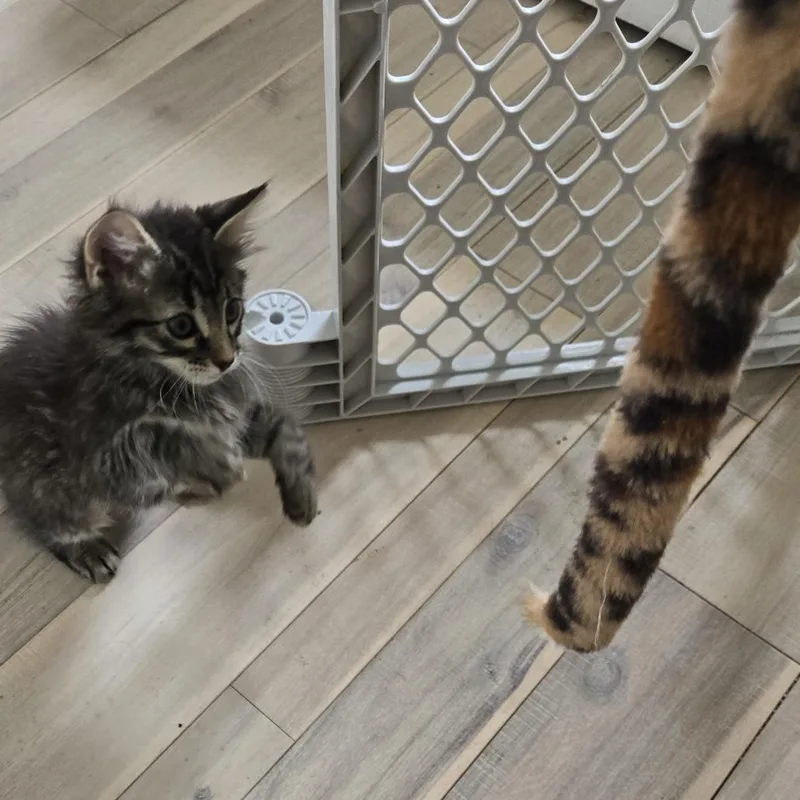 A baby small-sized female Brown / Chocolate Domestic Medium Hair cat named Eggroll for adoption in Jupiter, FL
