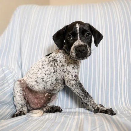 A baby small-sized male White / Cream Hound dog named Lil Smokie for adoption in Carencro, LA