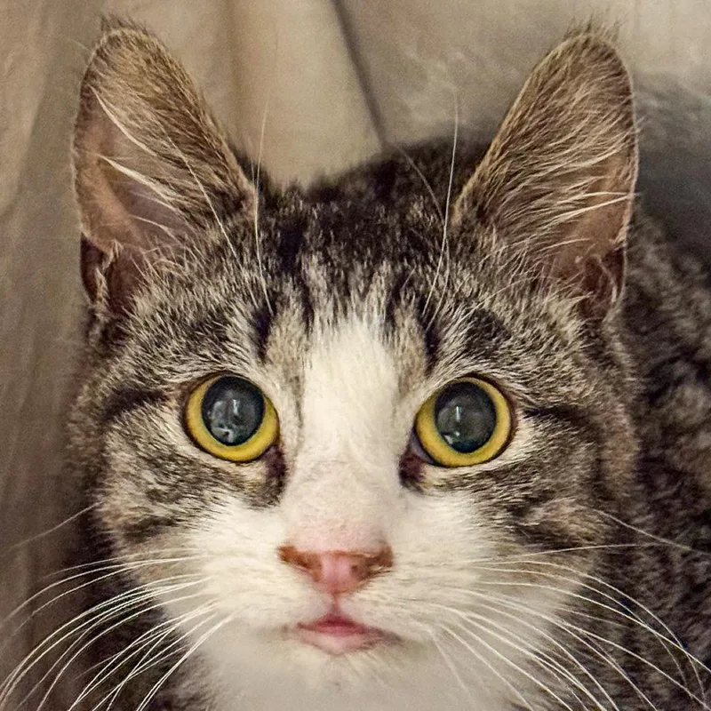 A young small-sized male Brown / Chocolate Domestic Short Hair cat named Mac for adoption in Kennebunk, ME