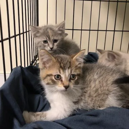 A baby small-sized male Brown / Chocolate Domestic Short Hair cat named Dill for adoption in Novelty, OH