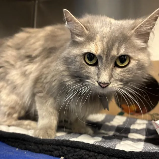 A young small-sized female Domestic Medium Hair cat named Lemon for adoption in St. Louis, MO