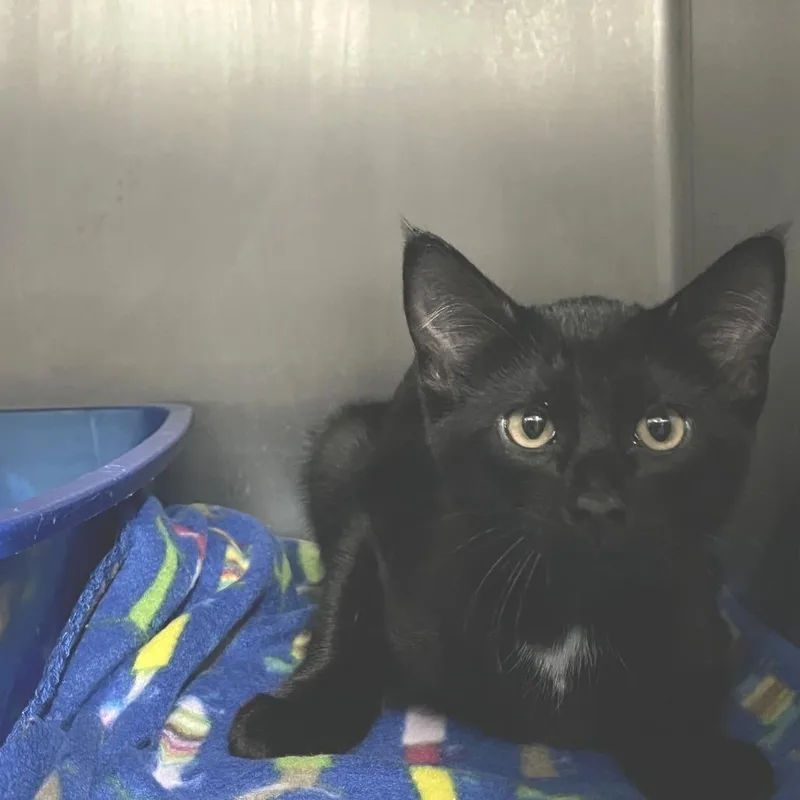 A baby small-sized male Black Domestic Short Hair cat named Snuggles for adoption in Idaho Falls, ID