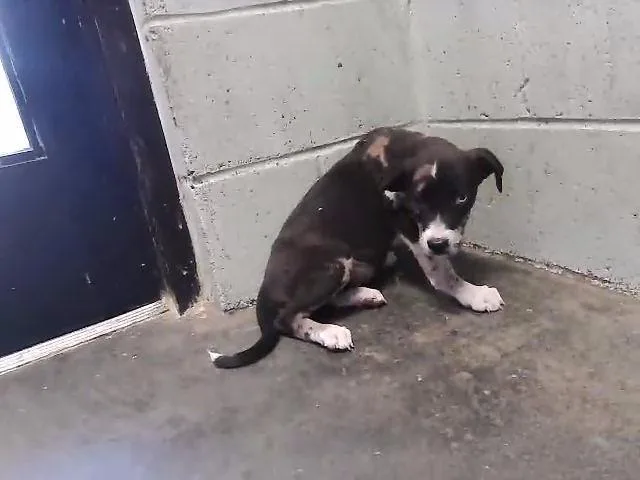 A baby small-sized female Pit Bull Terrier dog named Kimmy for adoption in Tulsa, OK