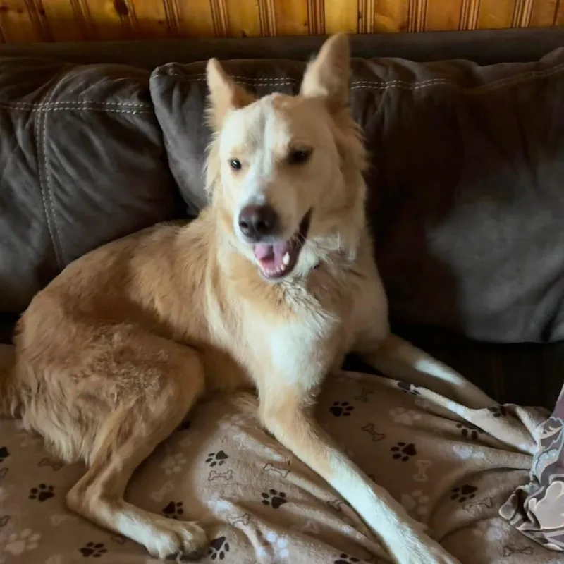 A young medium-sized male Yellow / Tan / Blond / Fawn Smooth Collie dog named Spruce for adoption in Minneapolis, MN