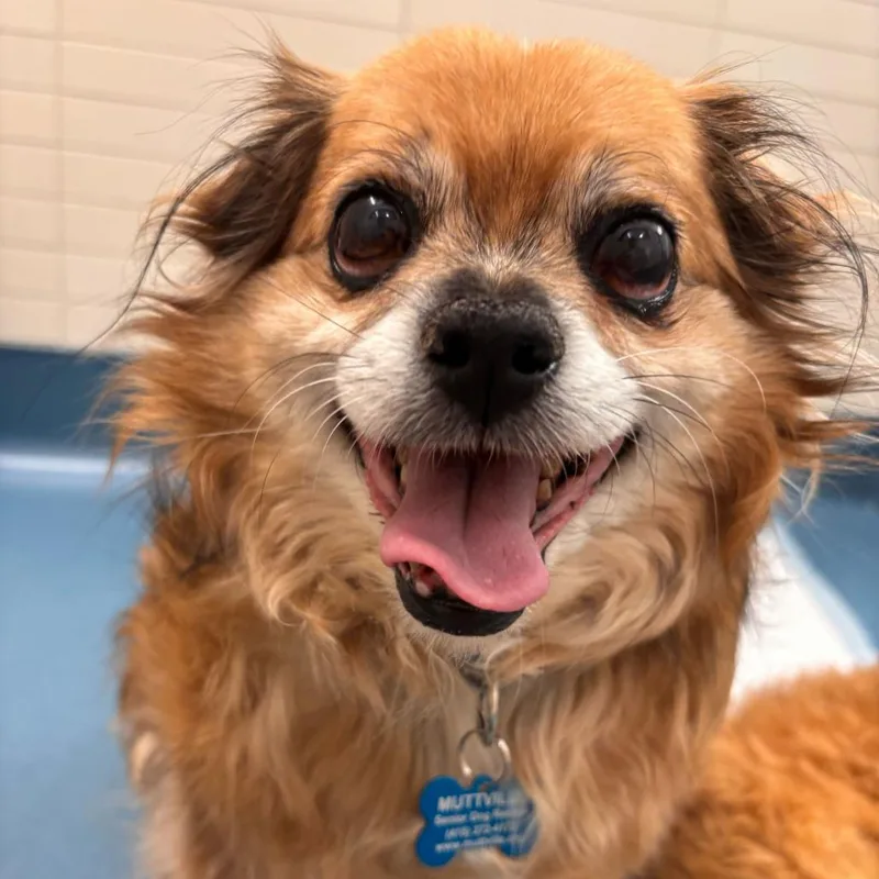 Brunello thumbnail 2