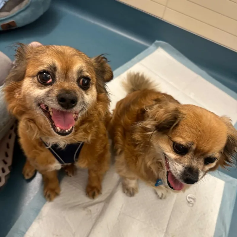 Brunello thumbnail 3