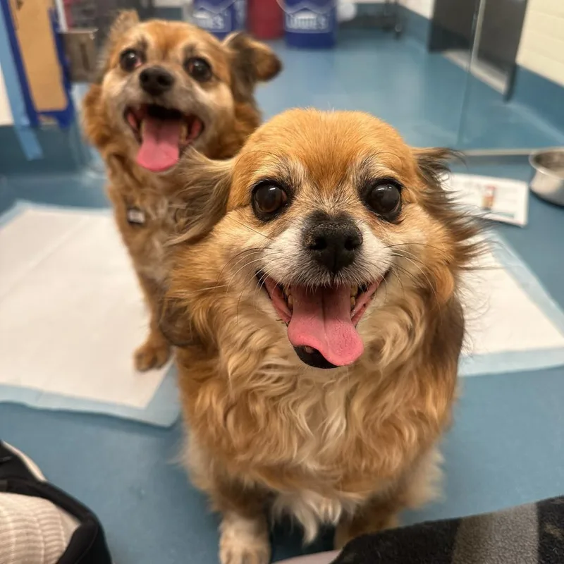 Brunello thumbnail 4