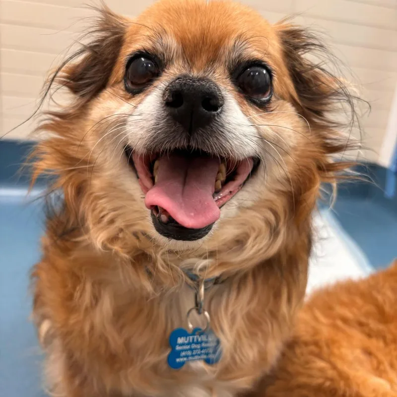 Brunello thumbnail 5