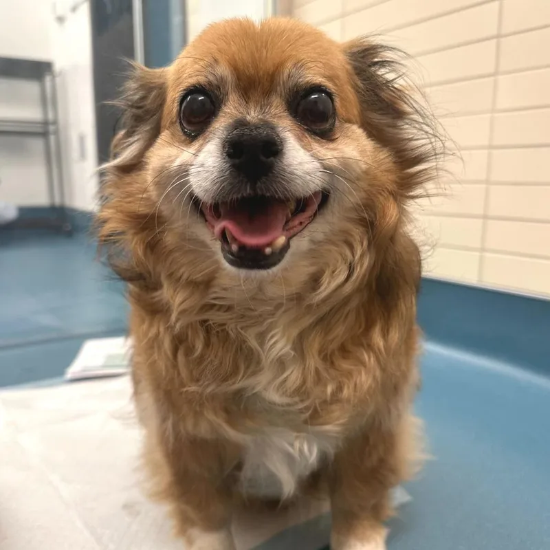 Brunello thumbnail 6