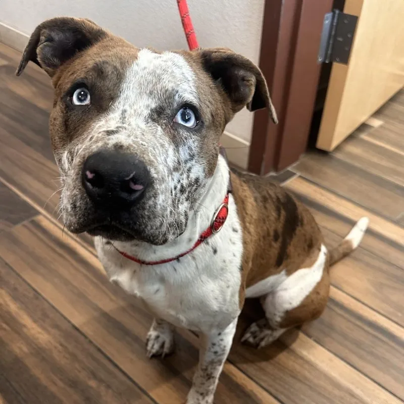 Belle Starr thumbnail 2