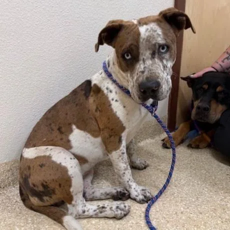 Belle Starr thumbnail 3