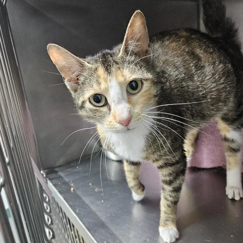 A young medium-sized female Torbie Domestic Short Hair cat named Tulip for adoption in Baltimore, MD