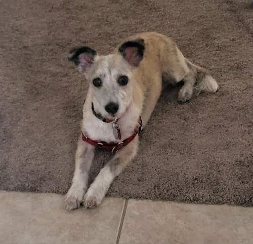 An adult medium-sized female White / Cream Poodle dog named Agatha Bernice for adoption in Phoenix, AZ