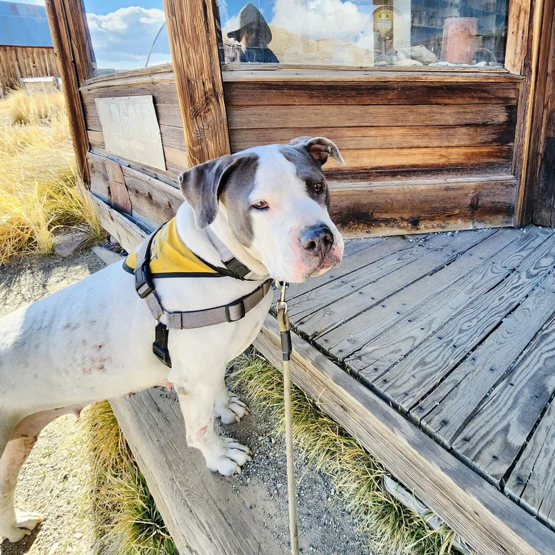 Patti Smith thumbnail 2