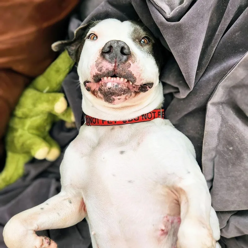 Patti Smith thumbnail 3