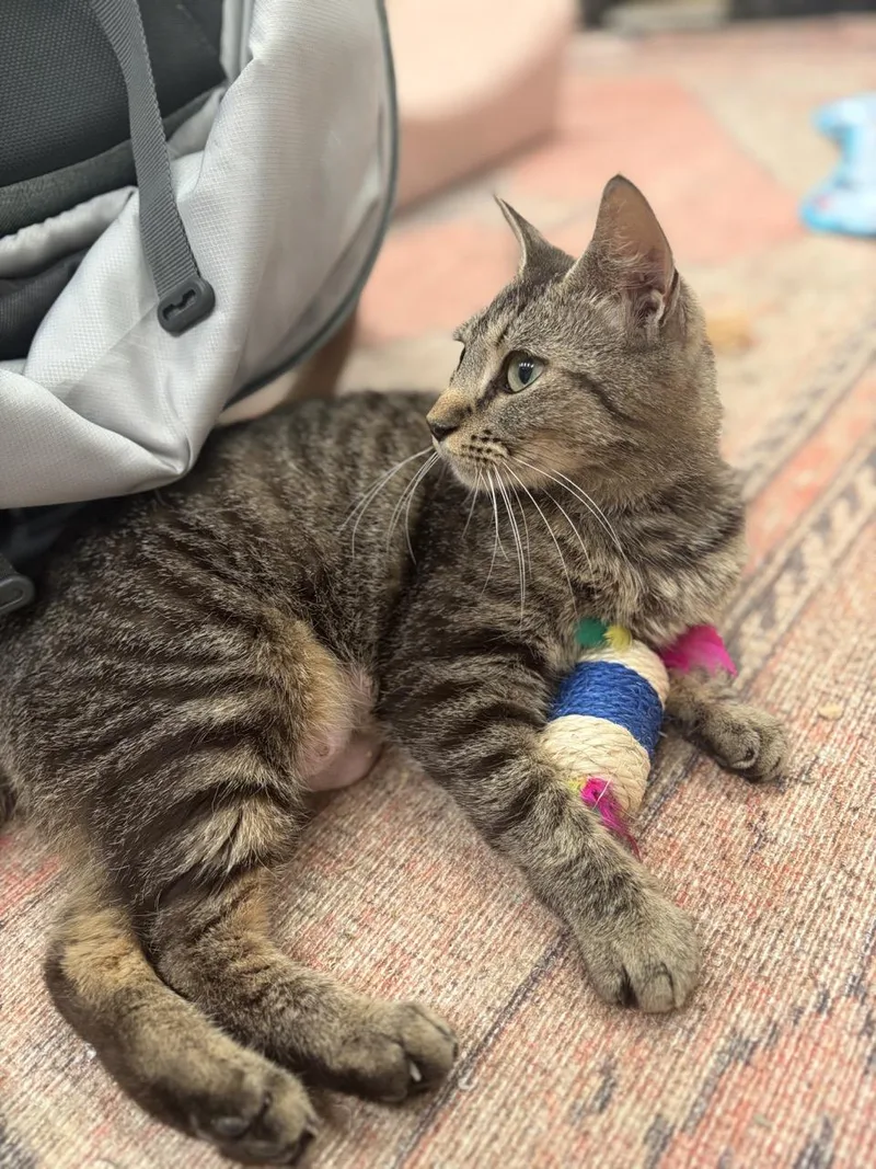 A young medium-sized female Tabby (Brown / Chocolate) Domestic Short Hair cat named Skye for adoption in Stamford, CT