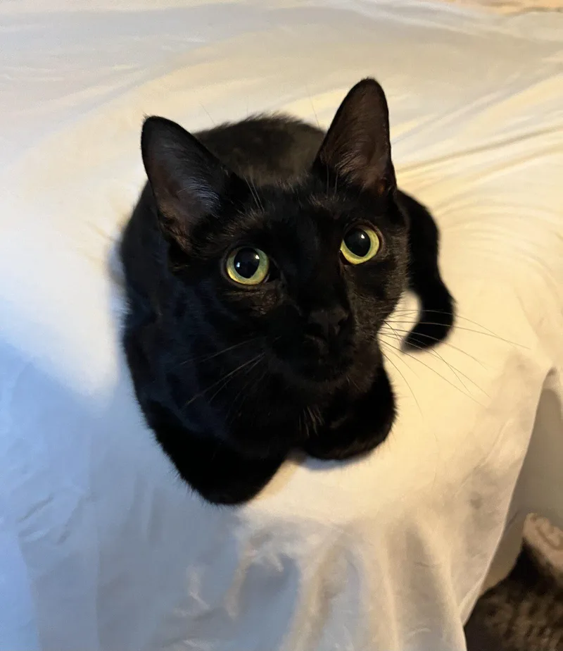 An adult medium-sized female Domestic Short Hair cat named Celene for adoption in Honeoye, NY