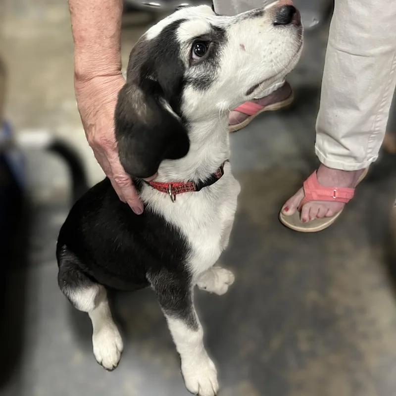 Huckleberry