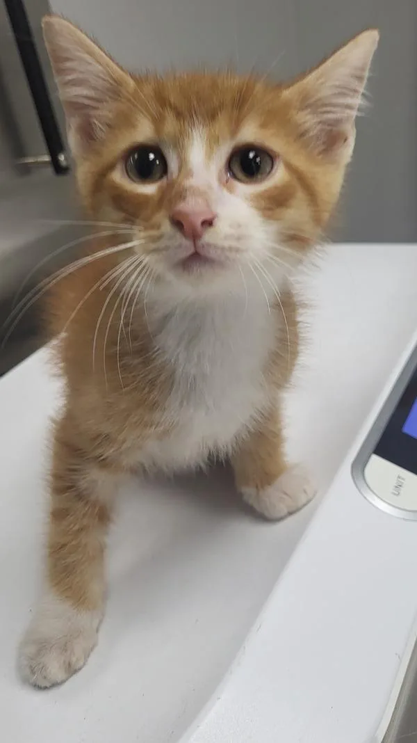 A baby small-sized male Domestic Short Hair cat named Nf Brady for adoption in Lawrenceville, GA