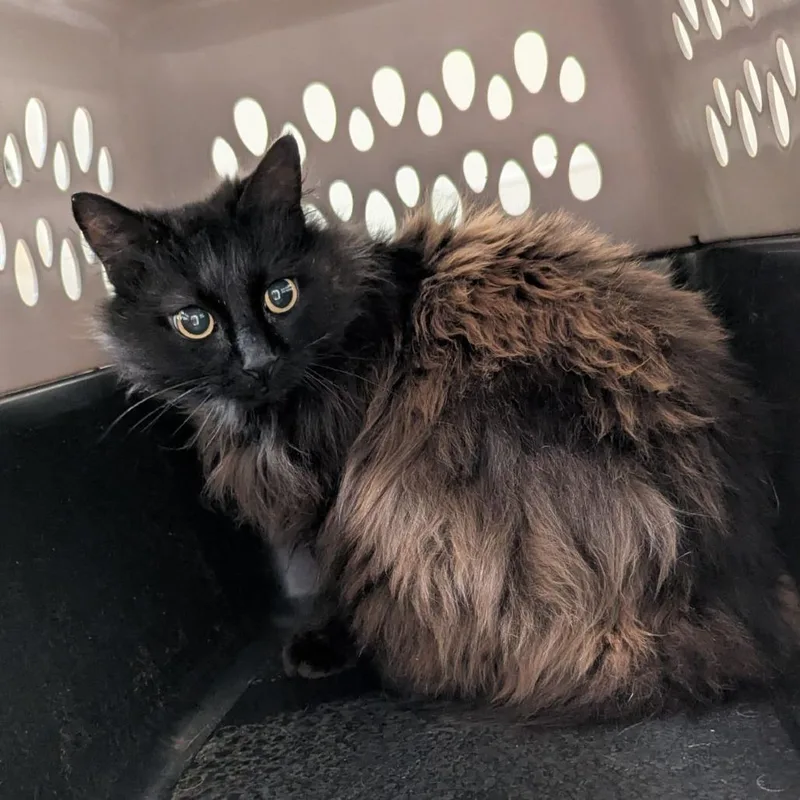 A senior large-sized female Black Domestic Long Hair cat named Wild Blackberry for adoption in Lynchburg, VA