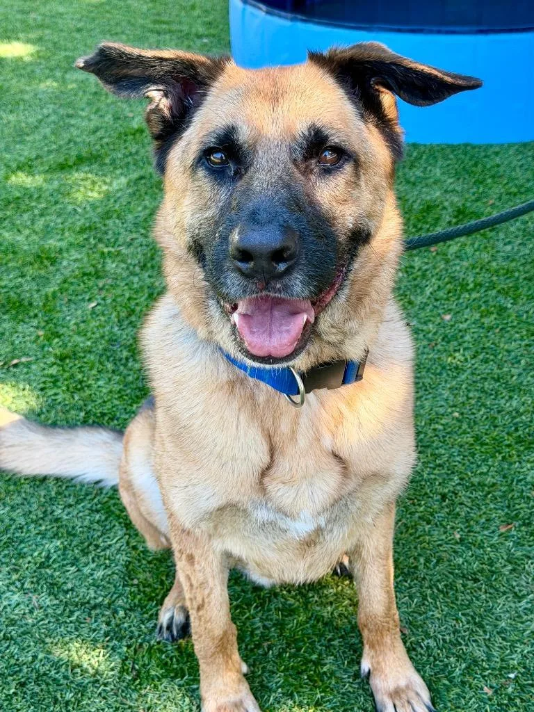 An adult large-sized male German Shepherd Dog dog named Woody for adoption in Chico, CA