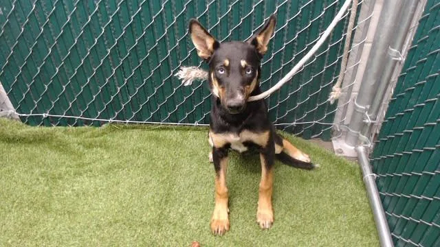 A young medium-sized female Siberian Husky dog named White Eyes for adoption in Downey, CA