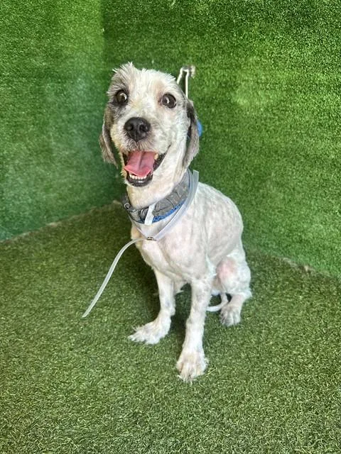 An adult small-sized male Maltese dog named Bishop for adoption in Lancaster, CA