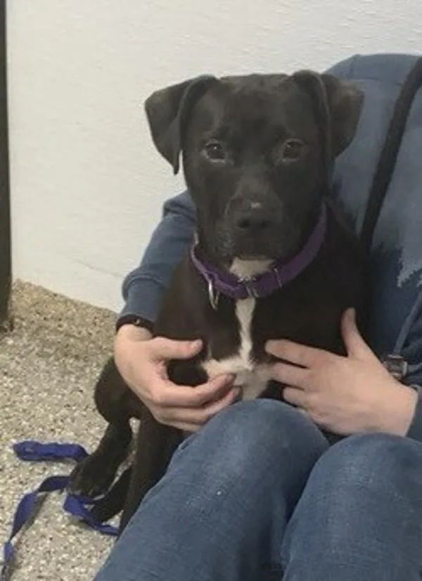 An adult large-sized male Pit Bull Terrier dog named Pacman for adoption in Vancouver, WA