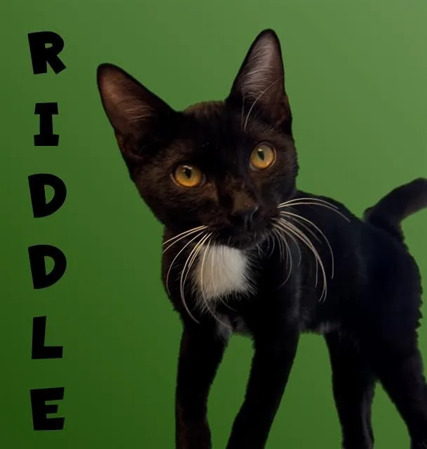 A young small-sized male Domestic Short Hair cat named Riddle for adoption in Sarasota, FL