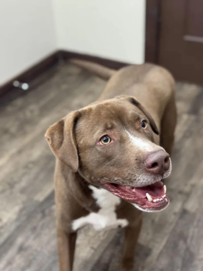 An adult large-sized male Labrador Retriever dog named Bohdie for adoption in Southaven, MS