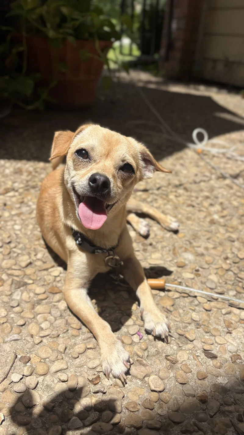 A young small-sized male Chihuahua dog named Peterpan for adoption in San Antonio, TX