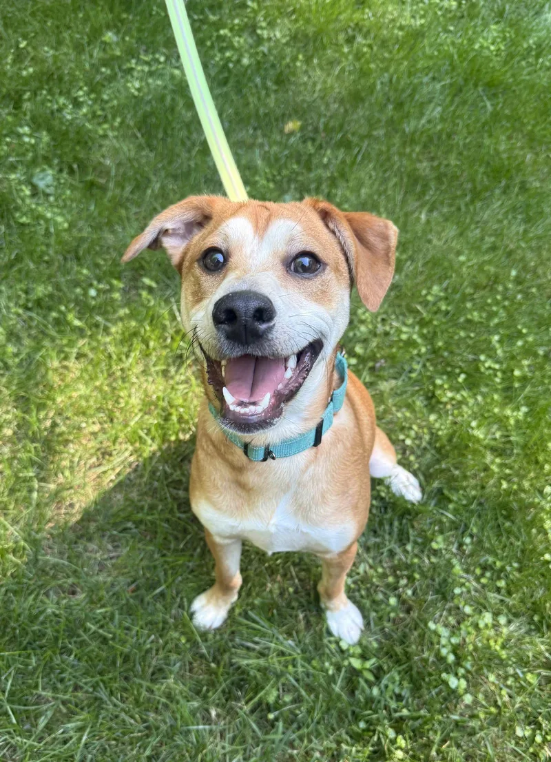 A young medium-sized male Feist dog named Shaggy for adoption in Arlington, VA